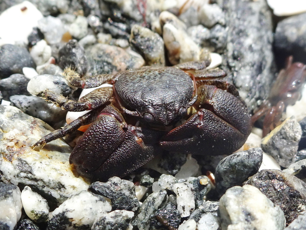 Petrolisthes granulosus