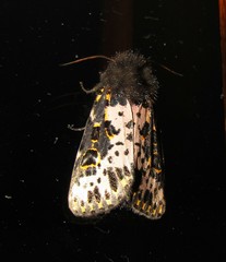 Xanthopastis timais