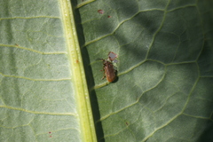 Galerucella nymphaeae