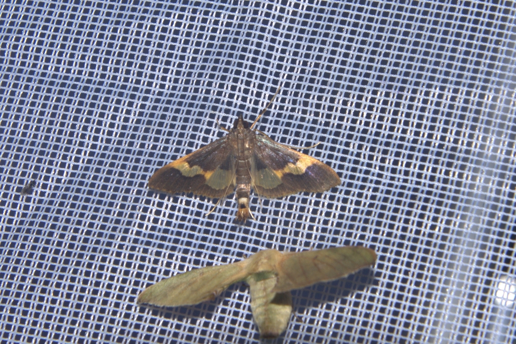Diaphania olealis