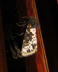 Xanthopastis timais