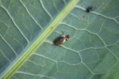Rumex hydrolapathum