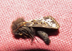 Xanthopastis timais
