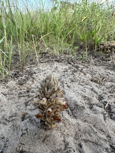 Louisiana broomrape