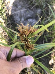Rhynchospora corniculata
