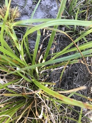 Rhynchospora corniculata