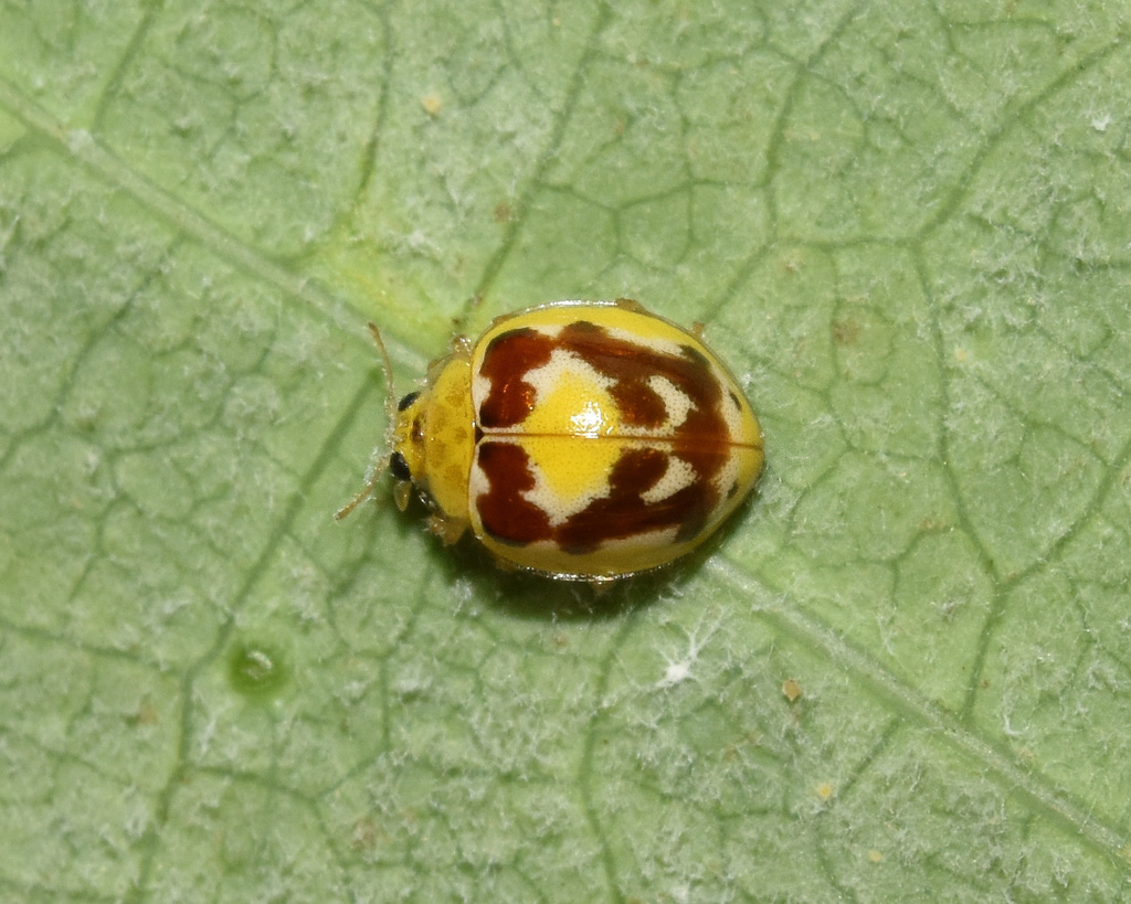 Psyllobora imbecilla