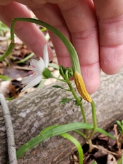 Puccinia mariae-wilsoniae