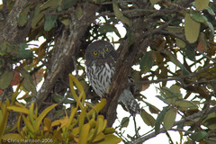 Glaucidium gnoma gnoma
