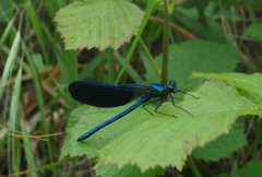 Calopteryx splendens intermedia