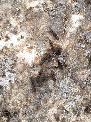 Ponera pennsylvanica