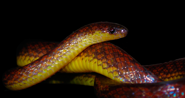 Hallowell's Ground Snake