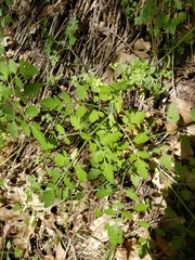 Osmorhiza brachypoda