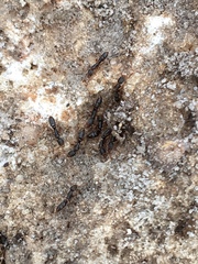 Ponera pennsylvanica