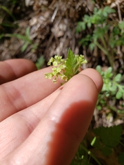 Osmorhiza brachypoda