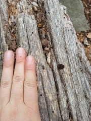 Atalantycha bilineata