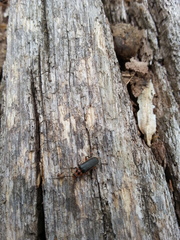 Atalantycha bilineata