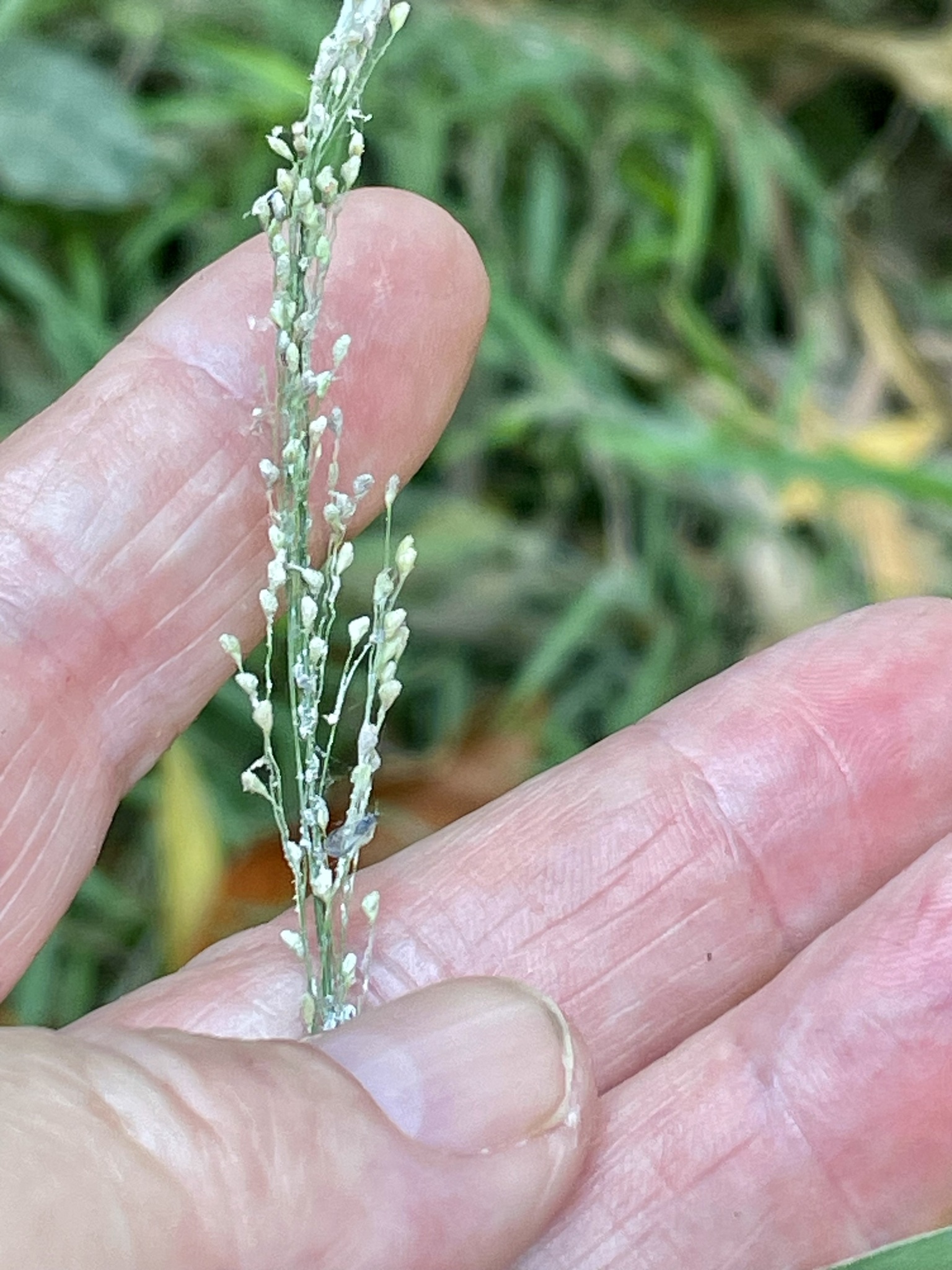 Cyrtococcum patens (Cyrtococcum patens)