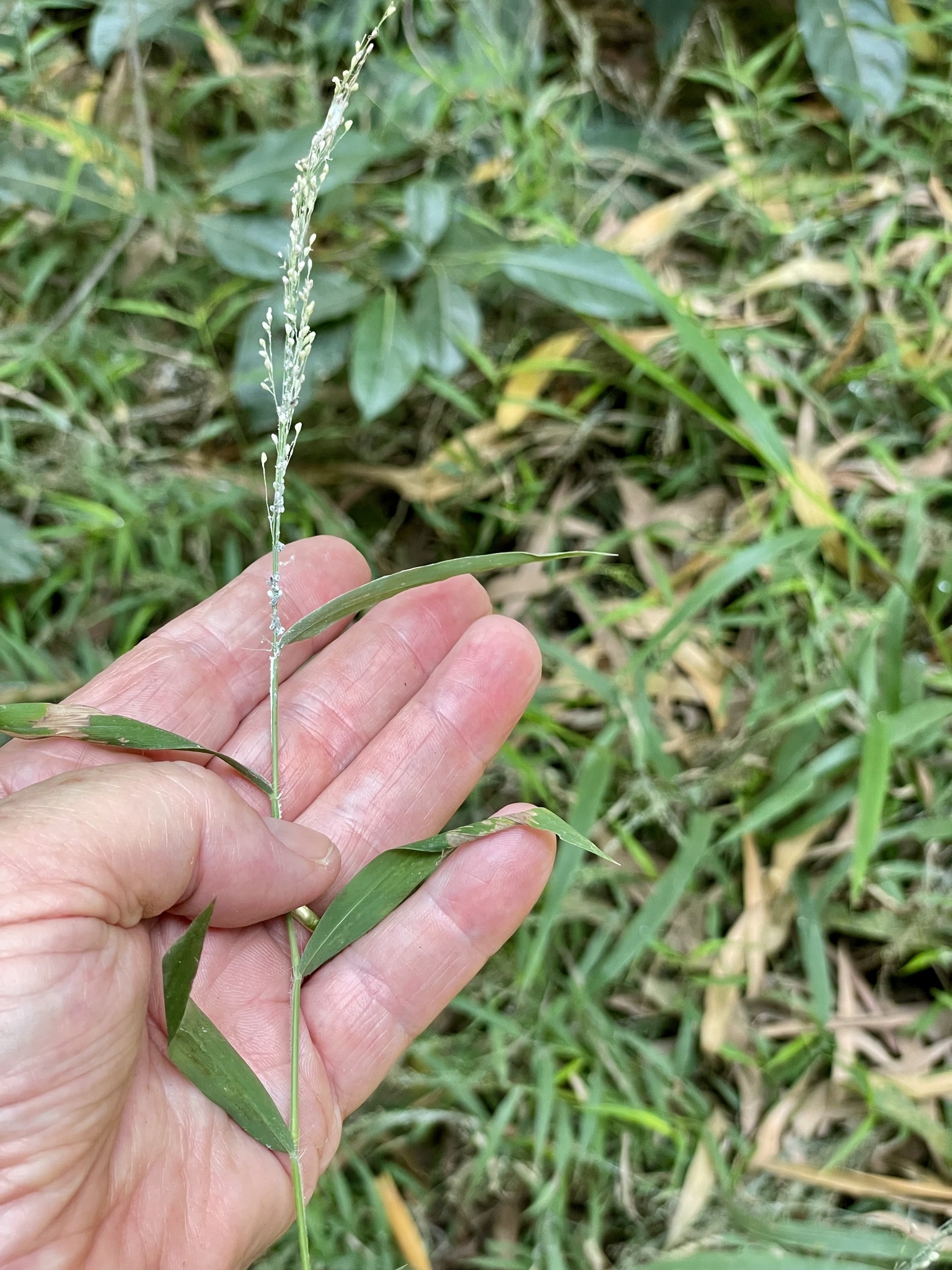 Cyrtococcum patens — ảnh 2