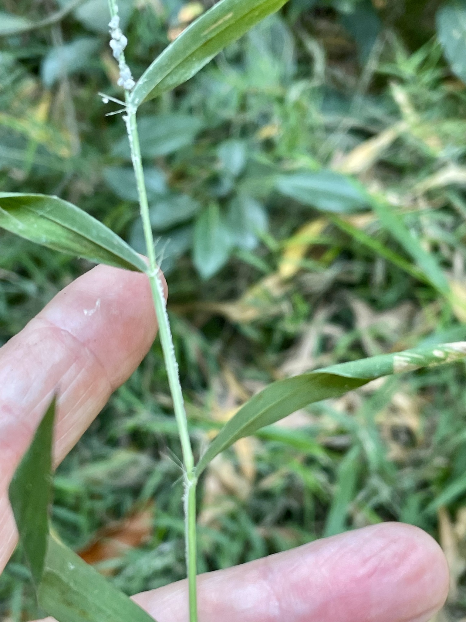Cyrtococcum patens — ảnh 3