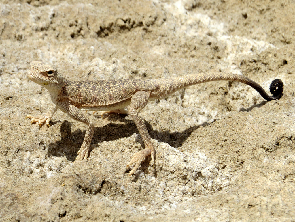 Blacktail Toadhead Agama