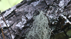 Protousnea poeppigii