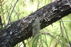 Protousnea poeppigii