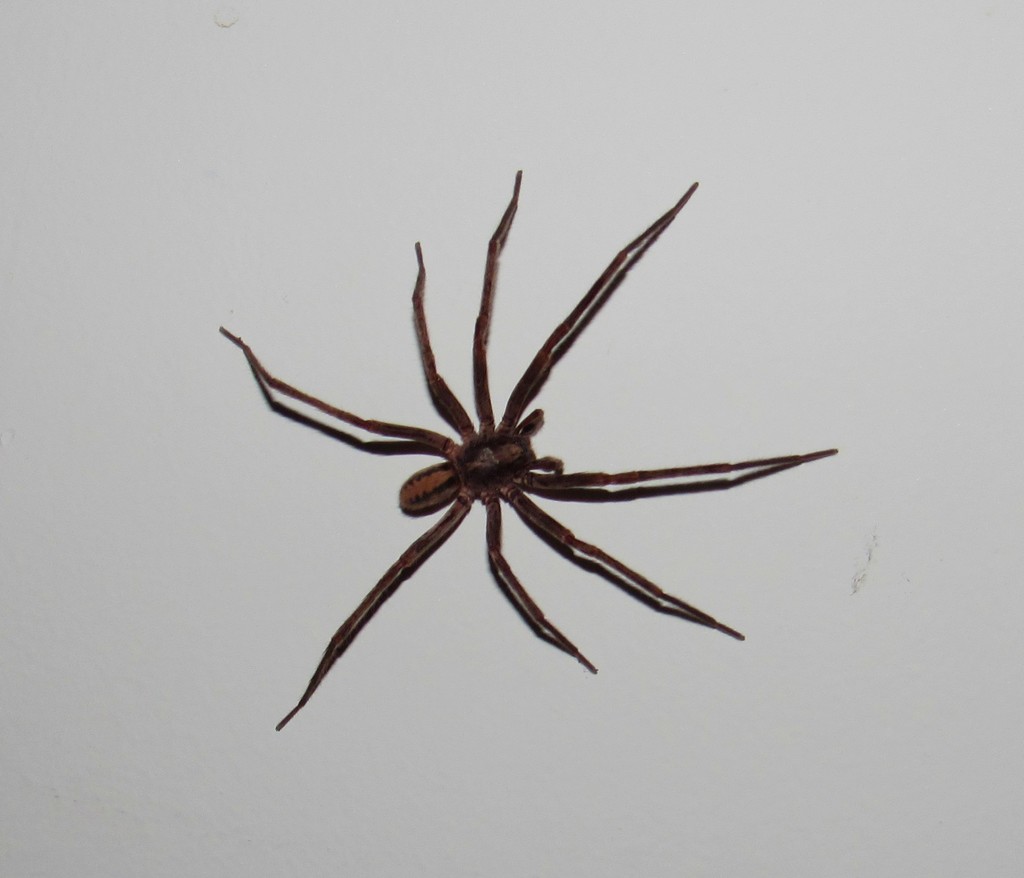 Guasuctenus longipes