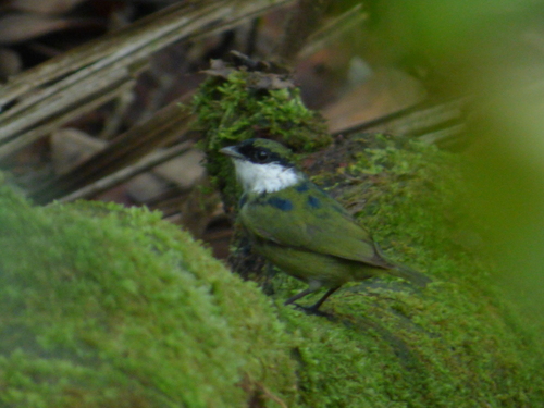 White-bibbed Manakin (Corapipo leucorrhoa), photo 3