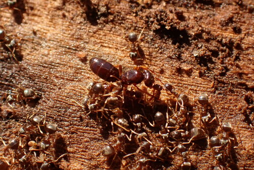 Common Citronella Ant photo 6