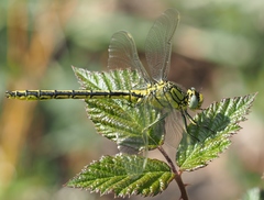 Gomphus pulchellus