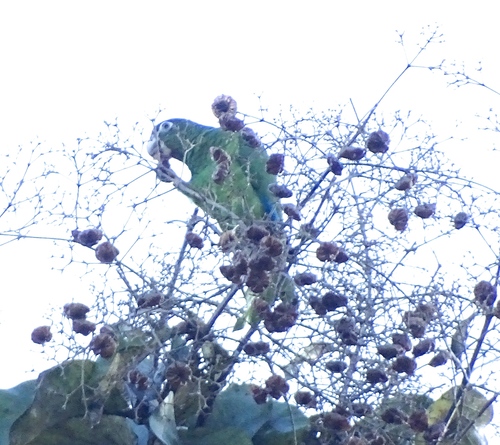 Puerto Rican Amazon (Amazona vittata), photo 5