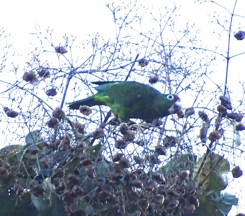Puerto Rican Amazon (Amazona vittata), photo 6