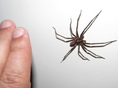 Xeropigo tridentiger