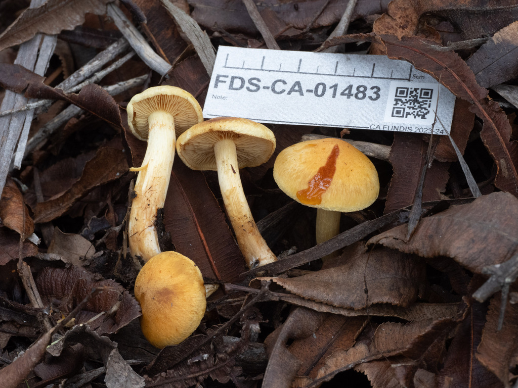 Gymnopilus sp. 'CA01'