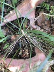 Poa arachnifera