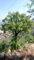 Quercus glaucoides