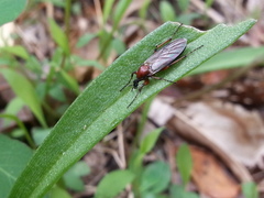 Bibio articulatus