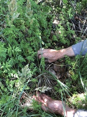 Poa arachnifera