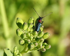Cartallum ebulinum