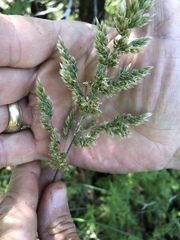 Poa arachnifera