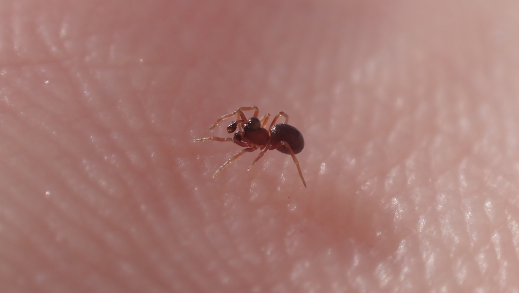 Parapelecopsis nemoralioides
