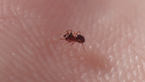 Parapelecopsis nemoralioides