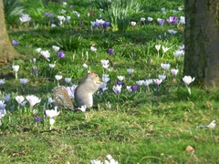 Sciurus carolinensis