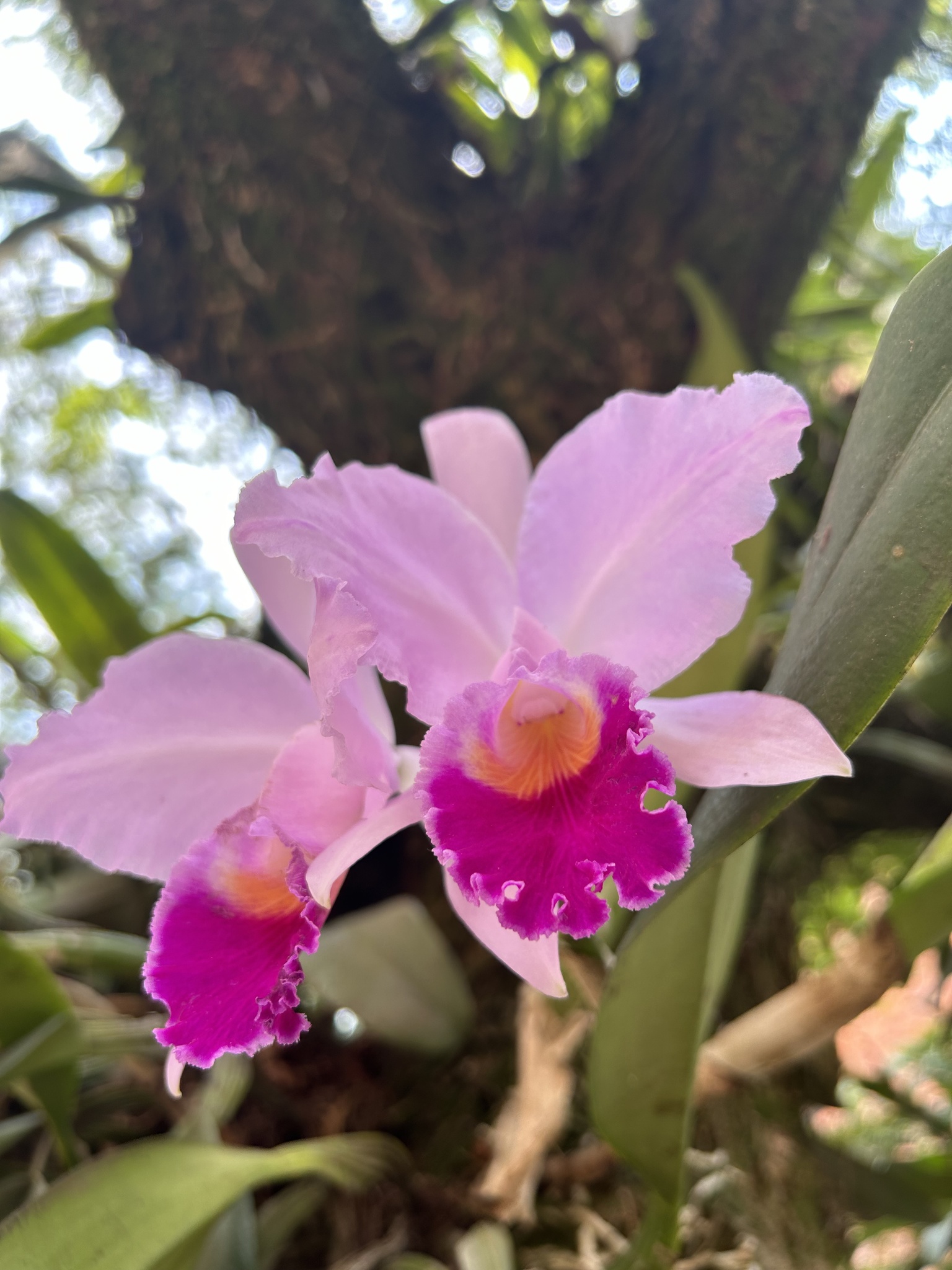 Imagem de Orquídea Nacional