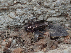 Bembidion lampros