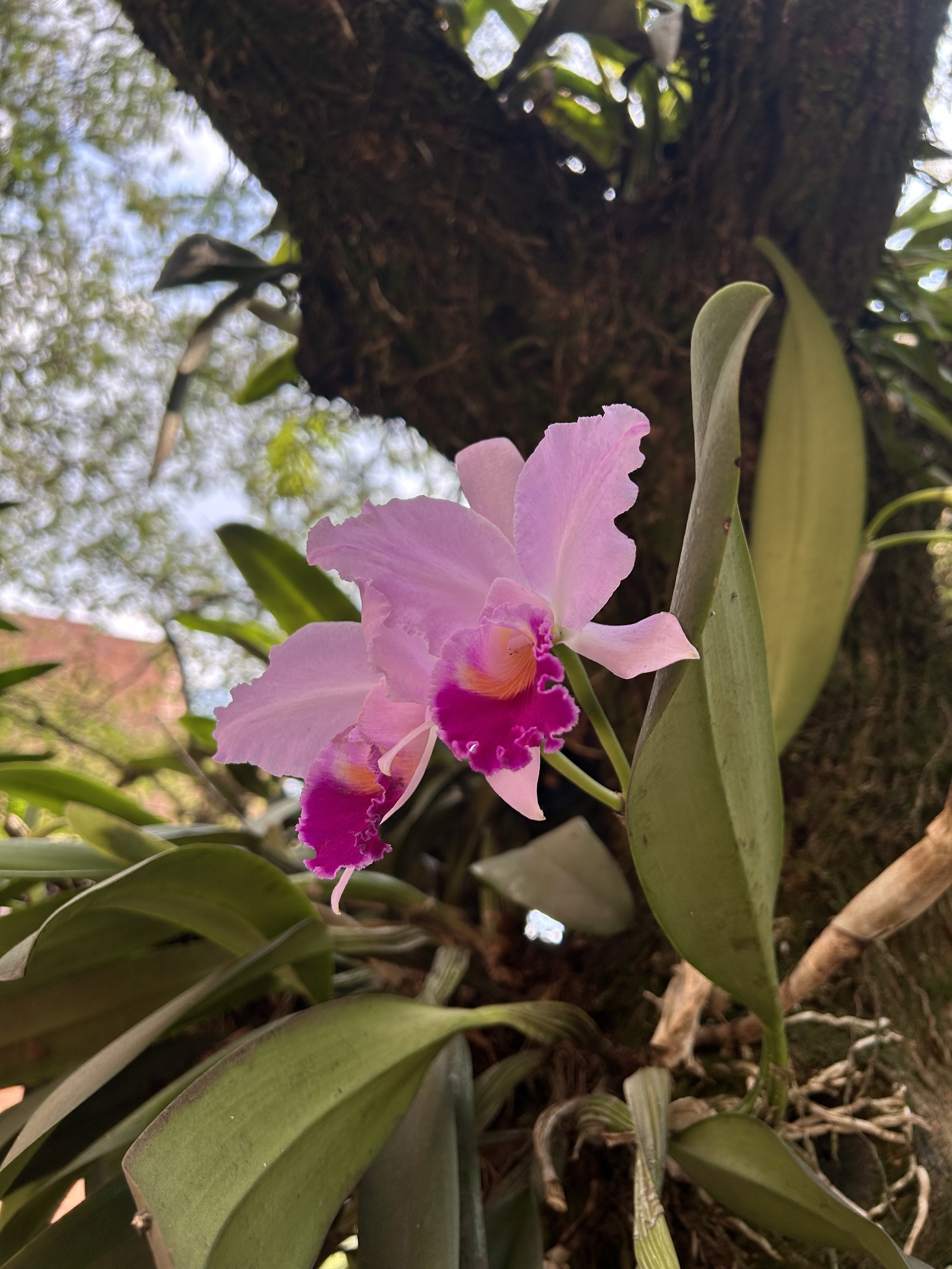 Imagem de Orquídea Nacional