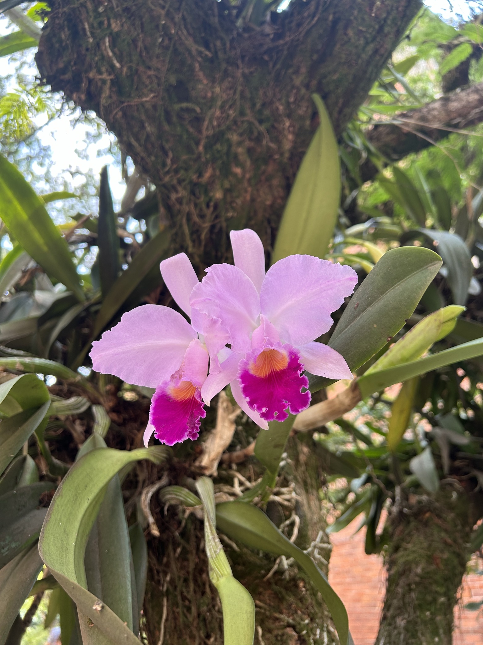 Imagem de Orquídea Nacional