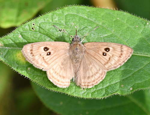 Ocella diophthalma