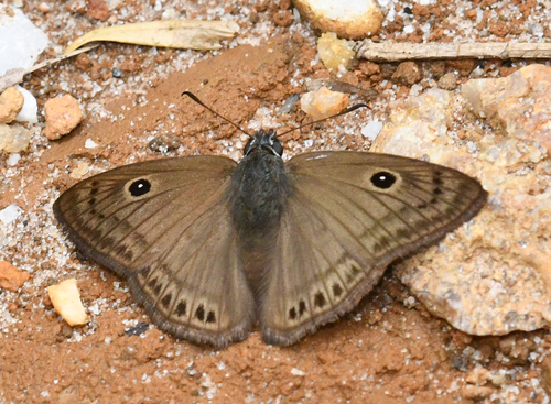 Ocella monophthalma